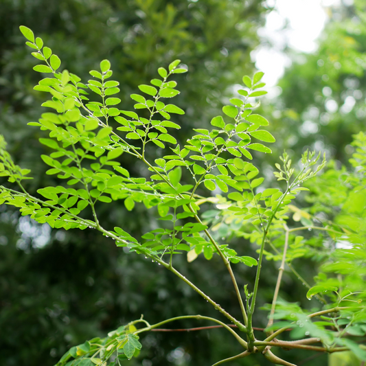 Moringa Tree Cuttings (3 pcs) – Easy to Grow, Nutrient-Rich Superplant