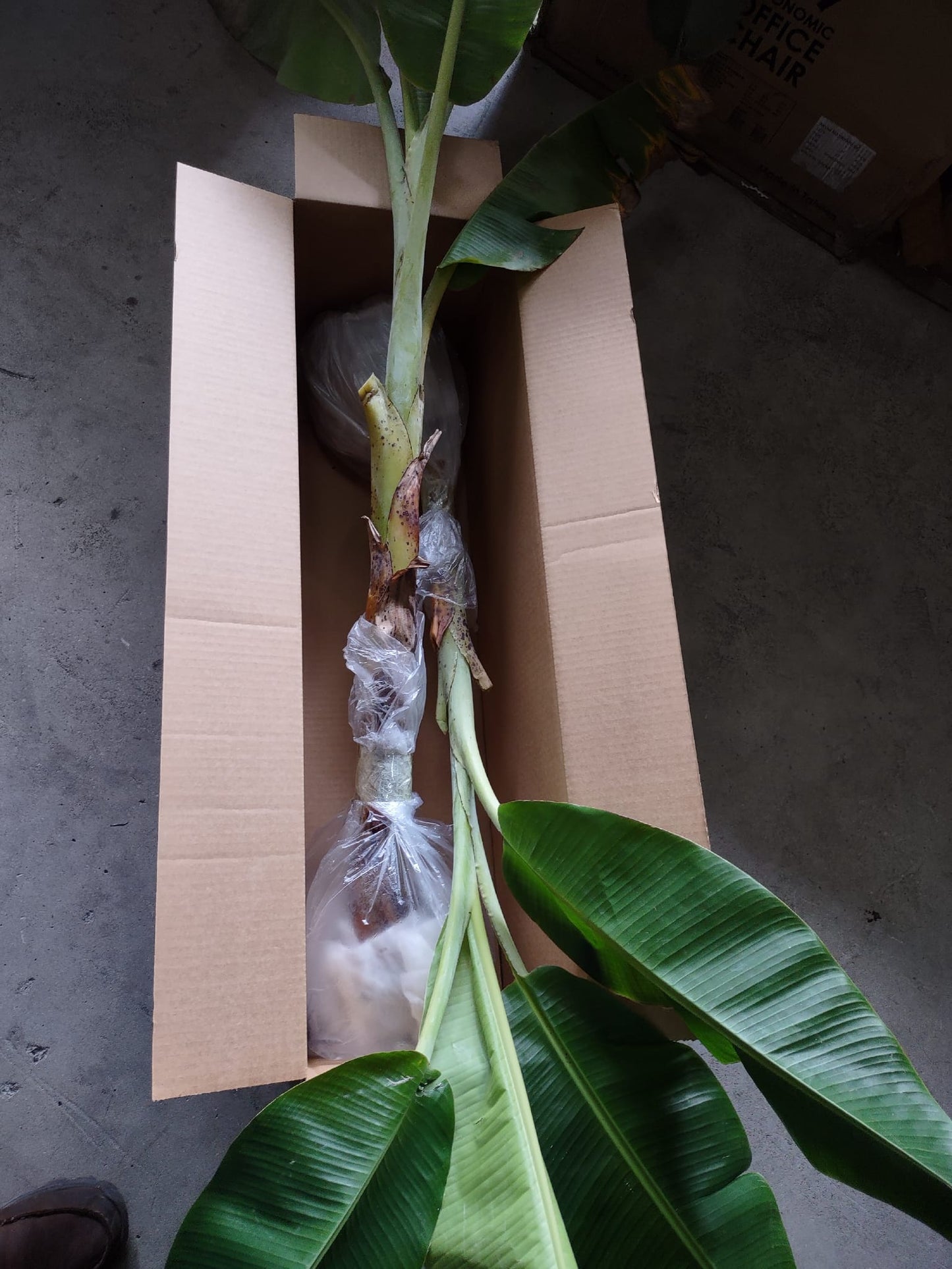 banana plant in a box