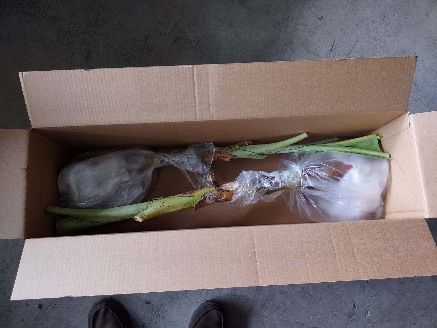 banana plants packed in a box