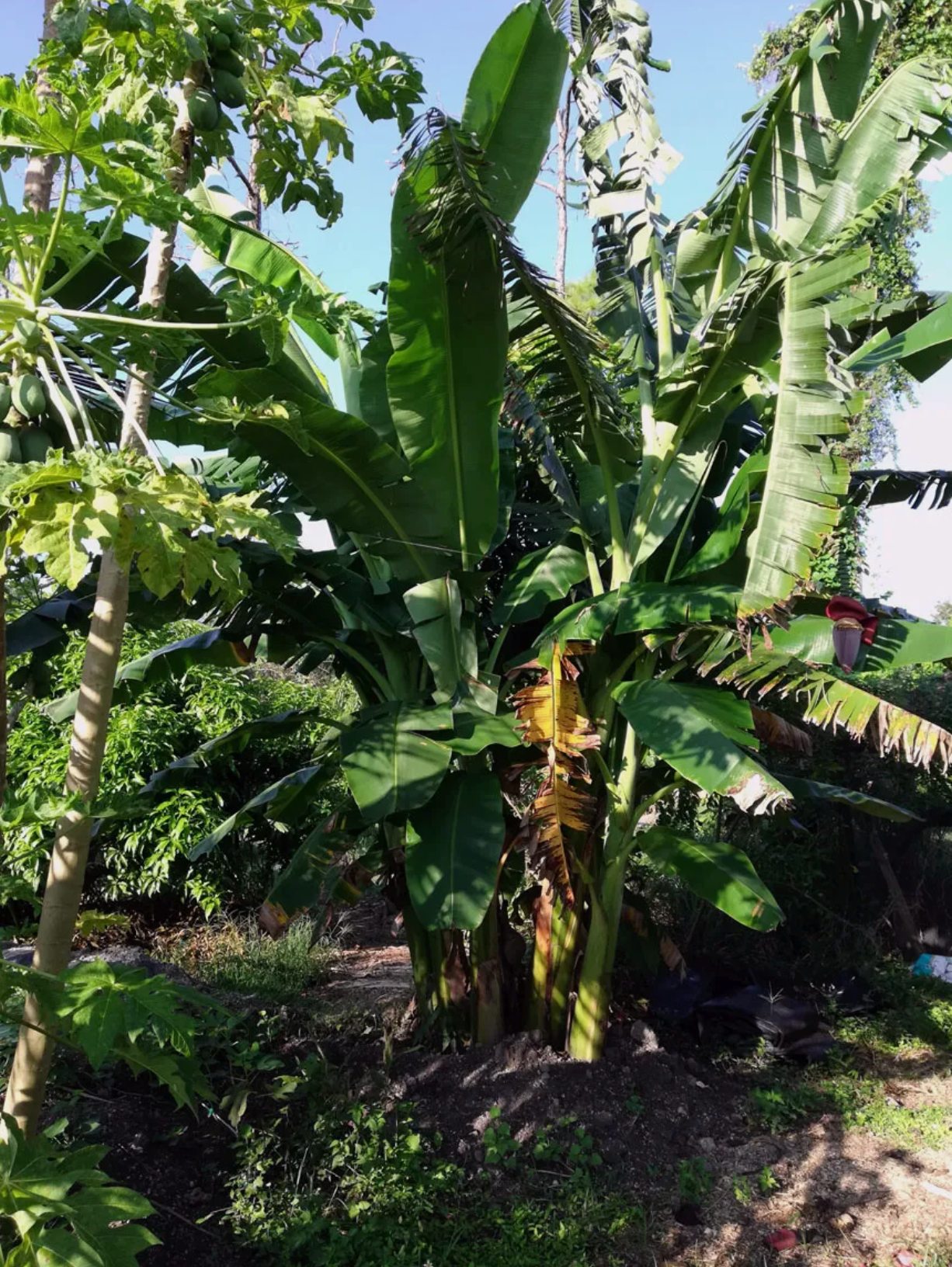 banana plants