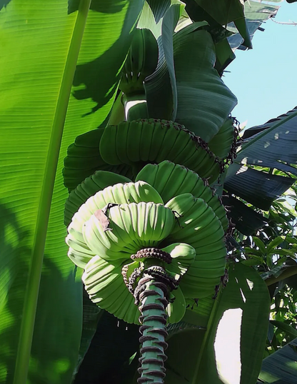 Praying buddha hands banana