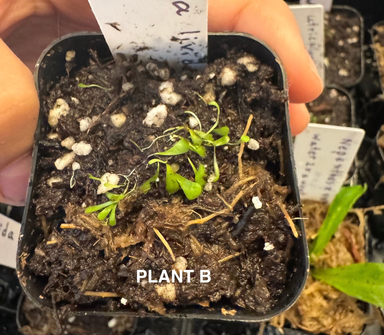 utricularia bladderwort plant