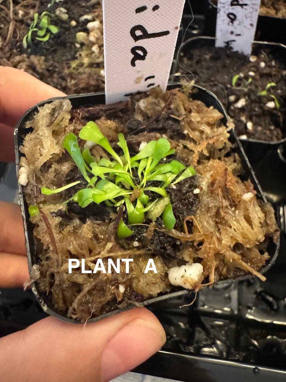Carnivorous plant bladderwort