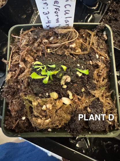 bladderwort for sale