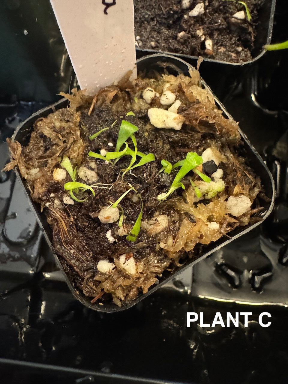 bladderwort utricularia