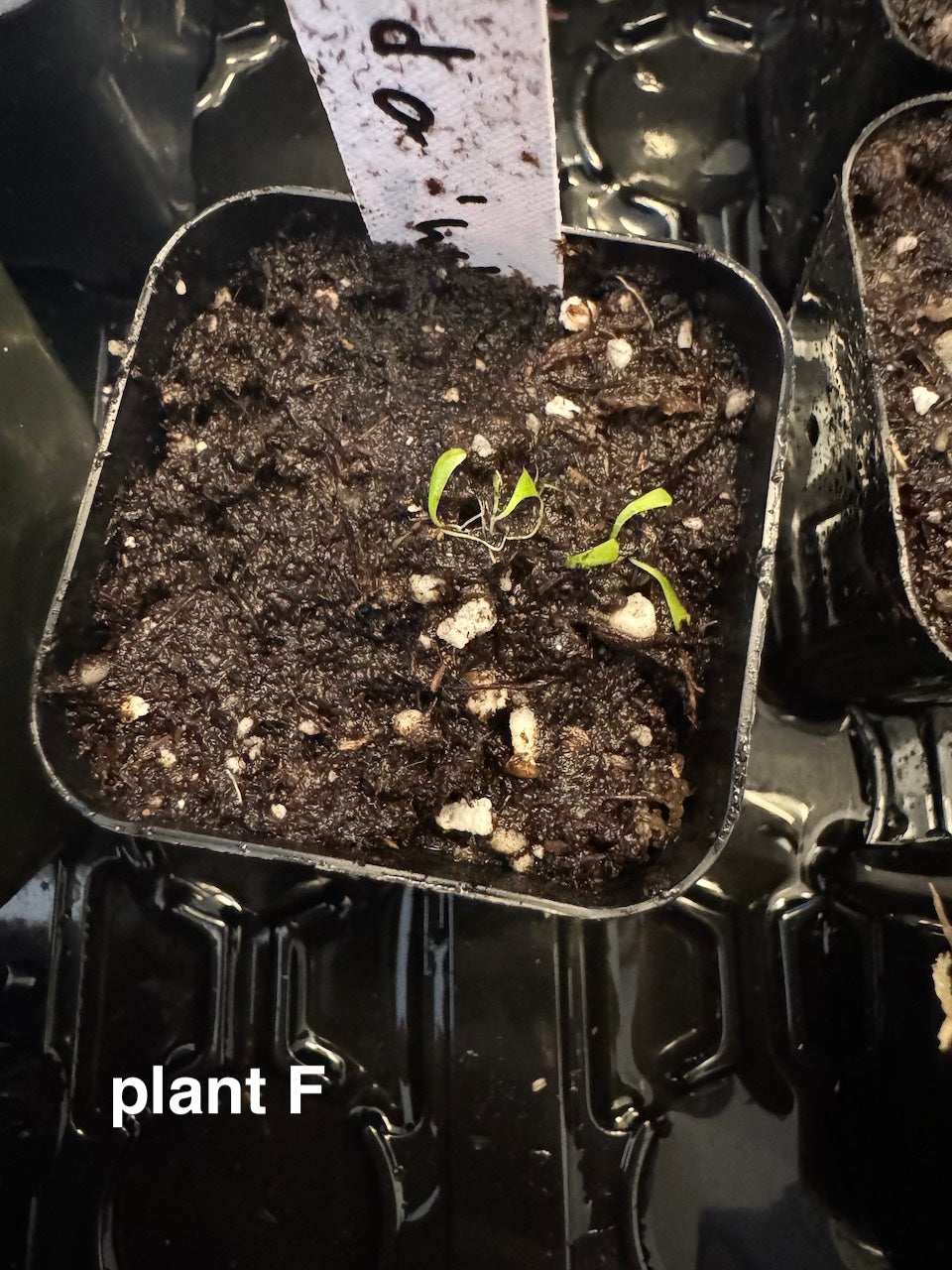 bladderwort utricularia for sale