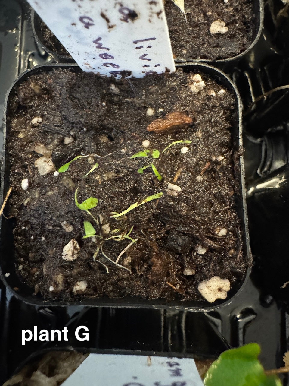 bladderwort utricularia for sale potted