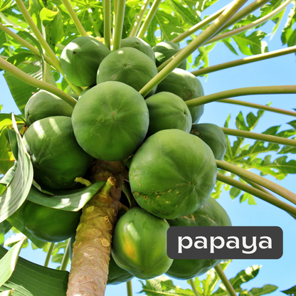 papaya