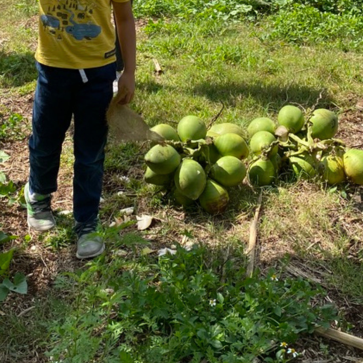 coconuts