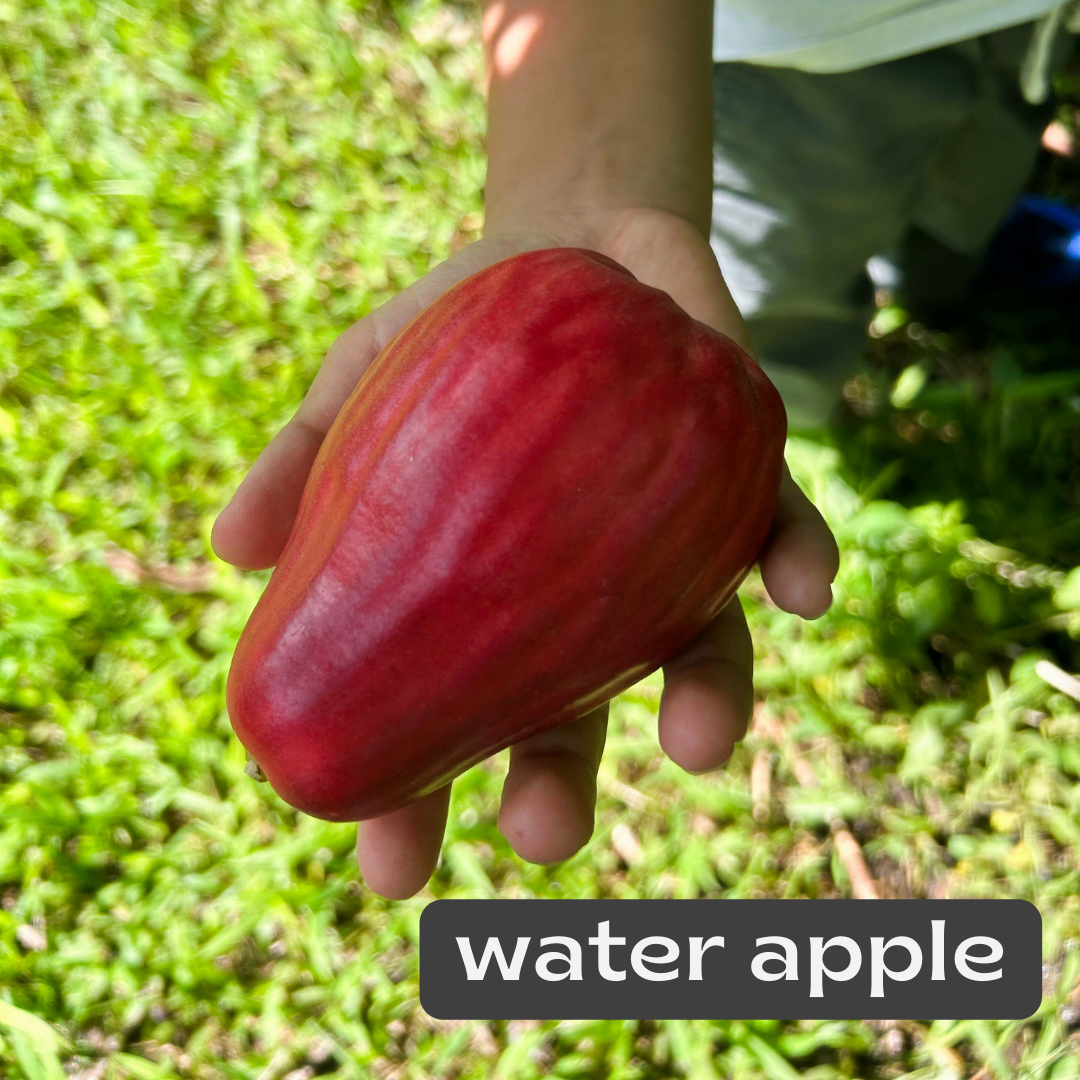 water apple