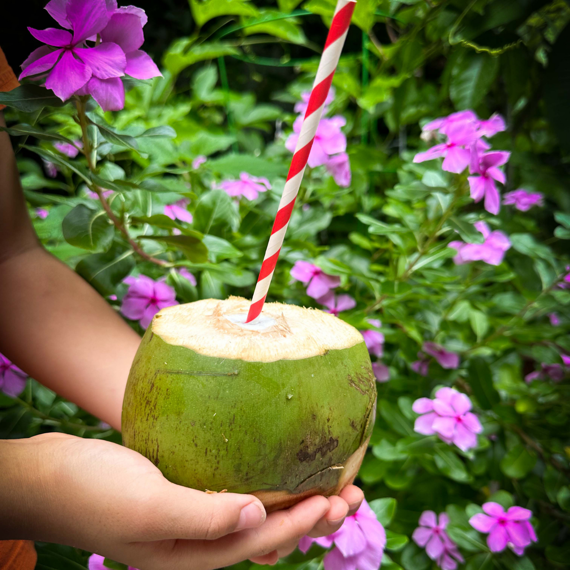 Tasty coconut