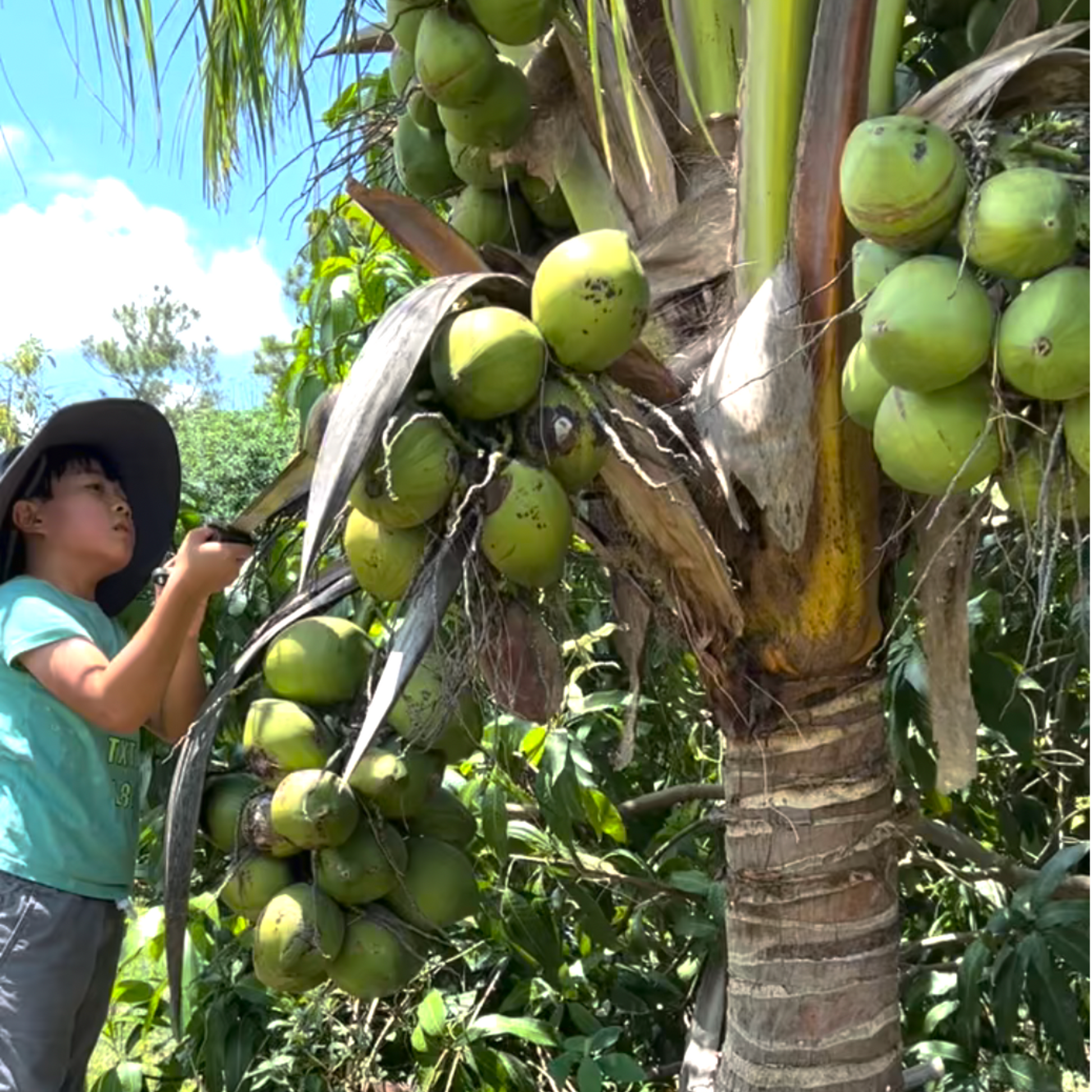 cutting coconuts